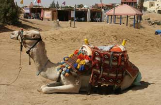 15 dagen rondreis Nijlcruise 5 sterren Cairo Alexandrie en Rode Zee inclusief excursies 2